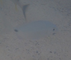 Diplodus bermudensis