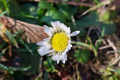 Bellis perennis