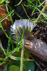 Bellis perennis