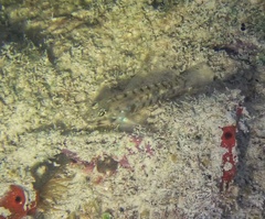 Coryphopterus glaucofraenum