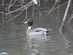Anas platyrhynchos × acuta
