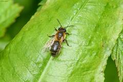 Andrena scotica