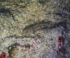 Coryphopterus glaucofraenum