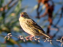Euplectes capensis capensis