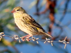 Euplectes capensis capensis