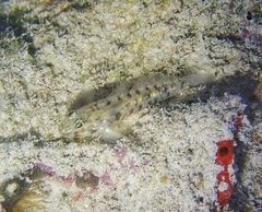 Coryphopterus glaucofraenum