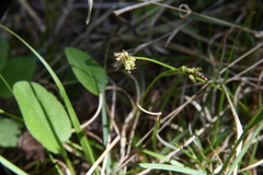 Carex concinna