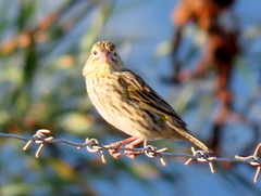 Euplectes capensis capensis