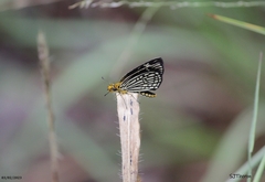 Metisella willemi