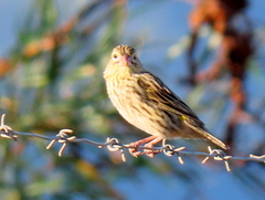 Euplectes capensis capensis