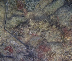 Sparisoma chrysopterum