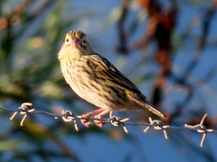Euplectes capensis capensis