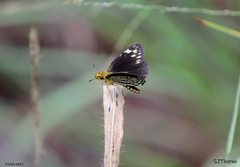 Metisella willemi