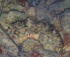 Sparisoma chrysopterum