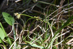 Carex concinna