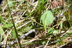 Carex concinna