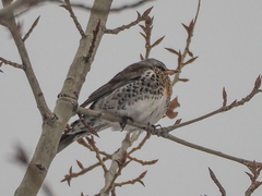 Turdus pilaris