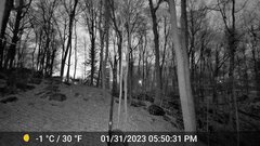 Odocoileus virginianus