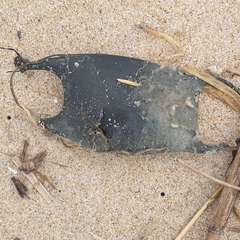 Rostroraja eglanteria