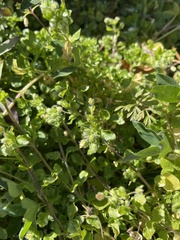 Stellaria media