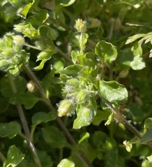 Stellaria media