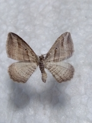 Costaconvexa polygrammata