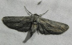 Holochroa dissociarius