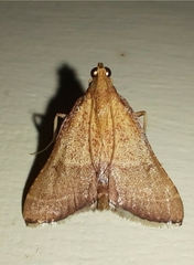 Endotricha pyrosalis