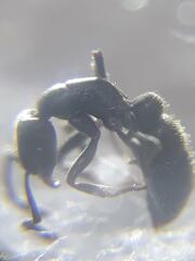 Bothroponera sulcata