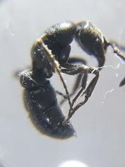 Bothroponera sulcata