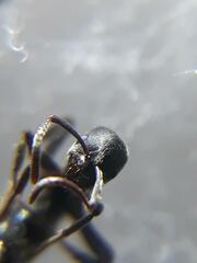 Bothroponera sulcata