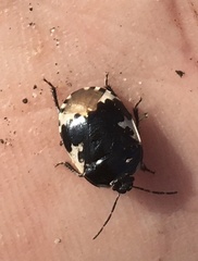 Tritomegas bicolor