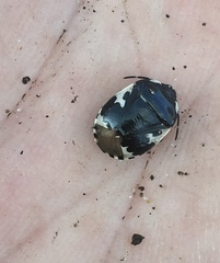 Tritomegas bicolor