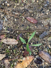 Rhinotropis californica