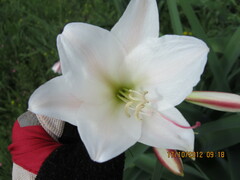Crinum bulbispermum