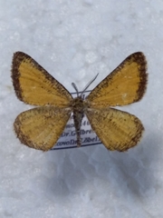 Isturgia limbaria