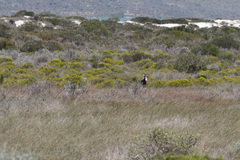 Damaliscus pygargus pygargus