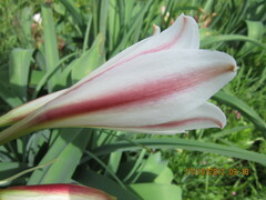 Crinum bulbispermum