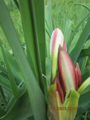 Crinum bulbispermum