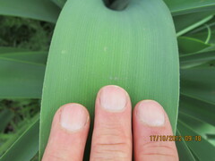 Crinum bulbispermum