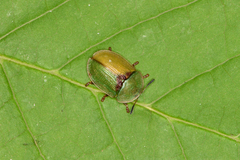 Cassida denticollis