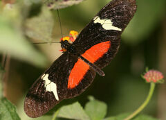 Heliconius clysonymus