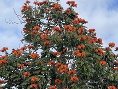 Spathodea campanulata