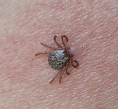 Amblyomma cajennense