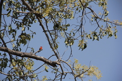 Pyrocephalus rubinus mexicanus