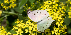 Protogoniomorpha parhassus