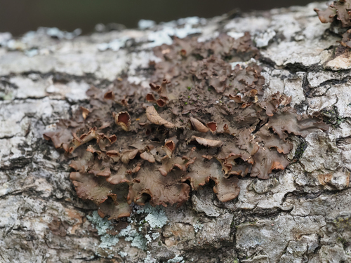 Mustard Kidney Lichen