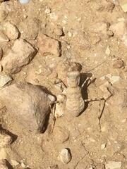 Eremiaphila brunneri