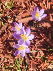 Crocus tommasinianus