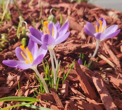 Crocus tommasinianus